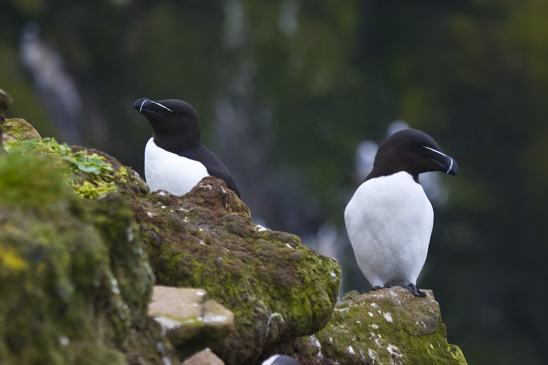 Razorbills